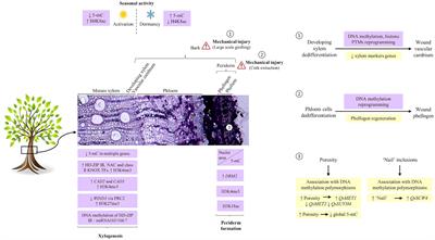 Epigenetics at the crossroads of secondary growth regulation